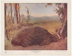 Canadian Porcupine